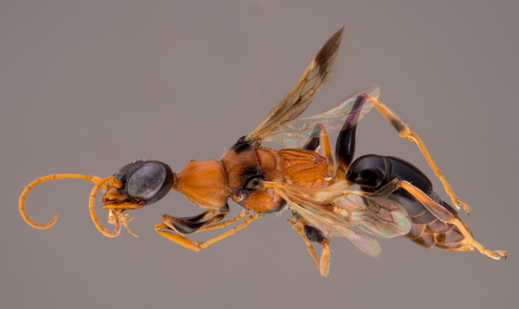 "Ampulex dementor holotype" by Bernard Schurian - Ohl M, Lohrmann V, Breitkreuz L, Kirschey L, Krause S (2014) The Soul-Sucking Wasp by Popular Acclaim – Museum Visitor Participation in Biodiversity Discovery and Taxonomy. PLoS ONE 9(4): e95068. doi:10.1371/journal.pone.0095068. Licensed under CC BY 4.0 via Wikimedia Commons - http://commons.wikimedia.org/wiki/File:Ampulex_dementor_holotype.png#mediaviewer/File:Ampulex_dementor_holotype.png