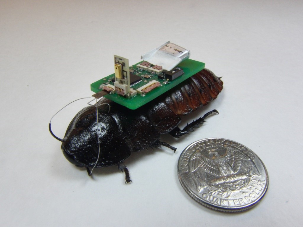 En kakerlakk med sekken på, klar til framtidige redningsoppdrag. Foto: Eric Whitmire/NCSU.