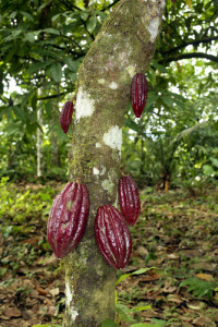 Dersom sjokoladeknotten lykkes med pollineringen, blir det kakaofrukter. Foto: Shutterstock