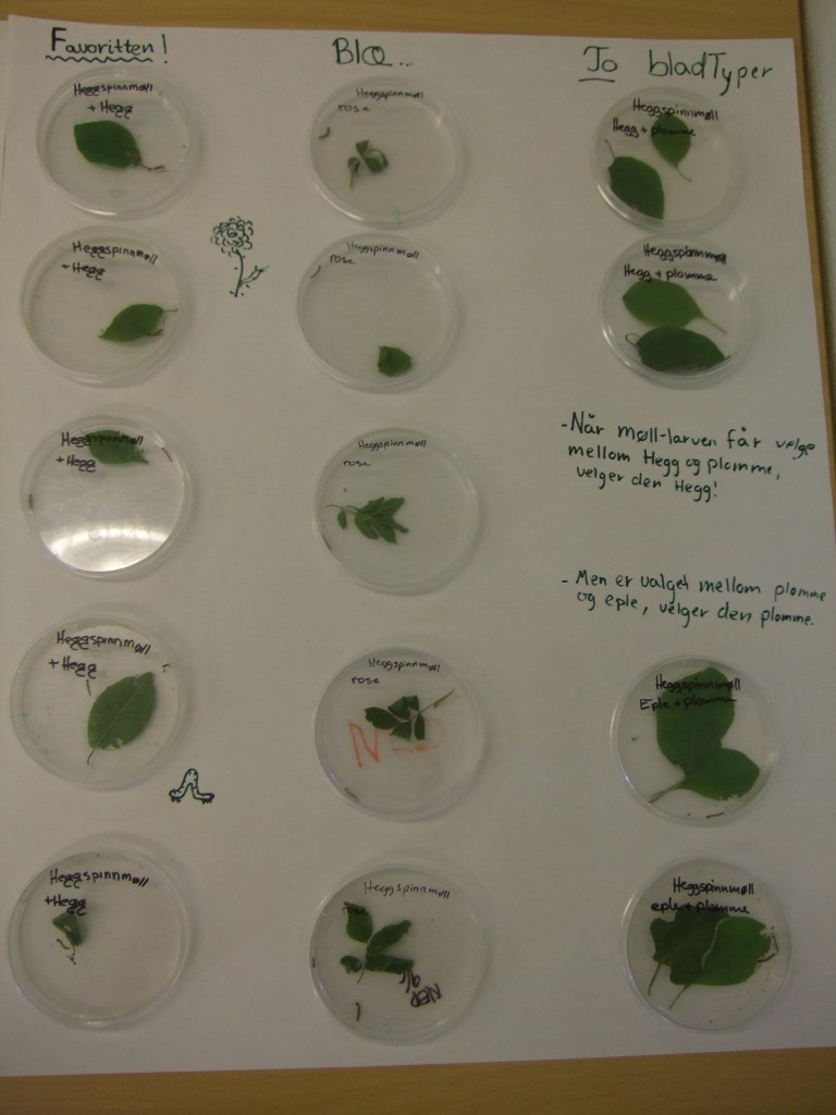 En del av eksperimentet vårt; larver og blader kombinert i petriskåler
