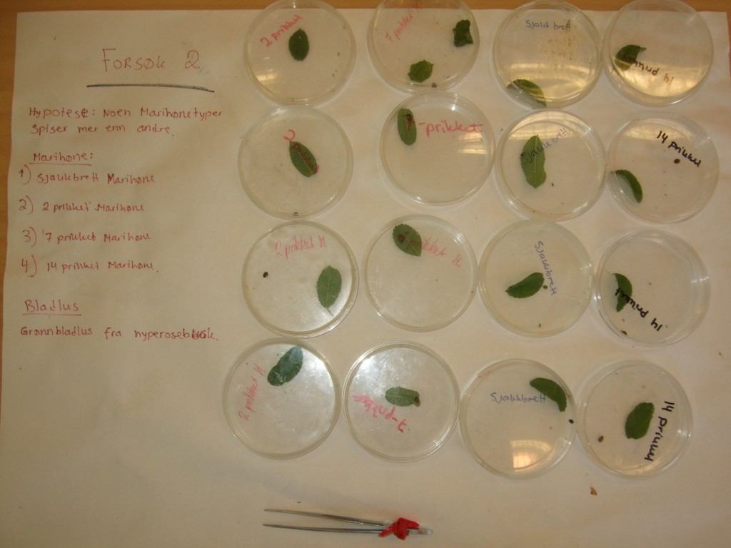 Eksperiment 2: Fire forskjellige marihønearter og masse grønne bladlus kombinert i petriskåler.