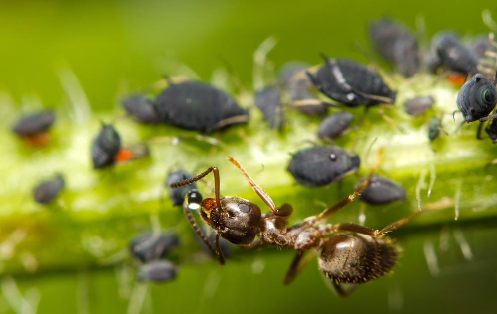 Maur slurper i seg store mengder sukkervann fra bladlus