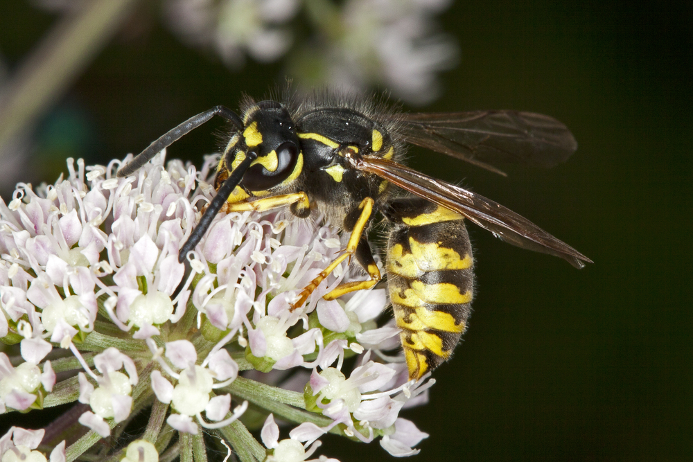 Stikkeveps med søtsug kan pollinere blomster