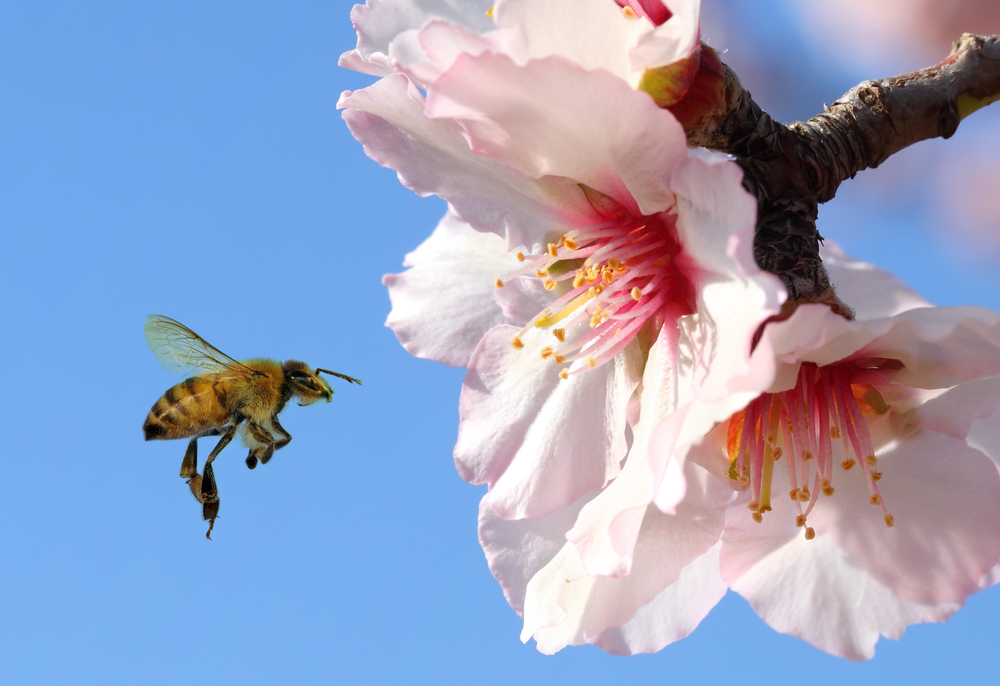 En honningbie på jobb for å pollinere mandelblomster