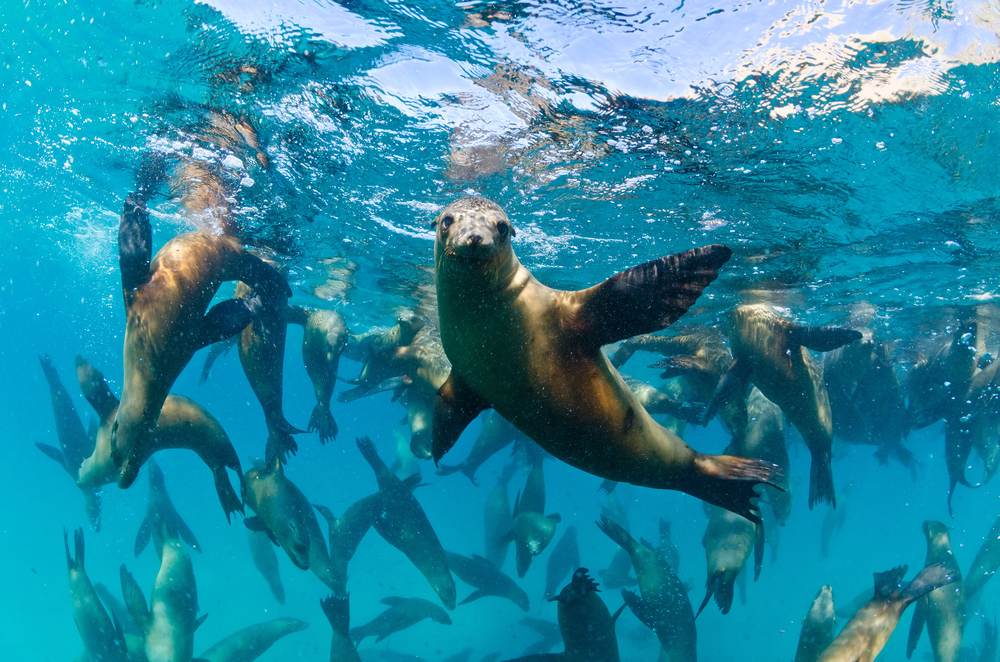 «Erre noe problem a?» Sjøløver har klart overgangen tilbake til havet helt fint. Foto: Shutterstock