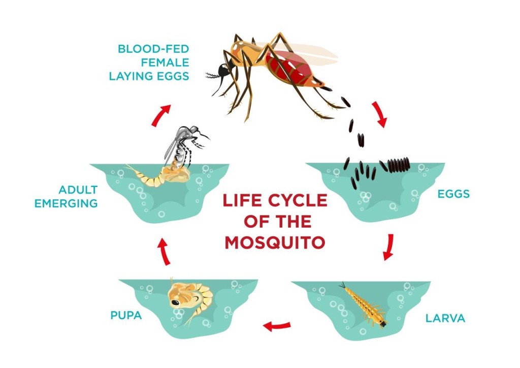 Når i myggens livssyklus er det den overvintrer?