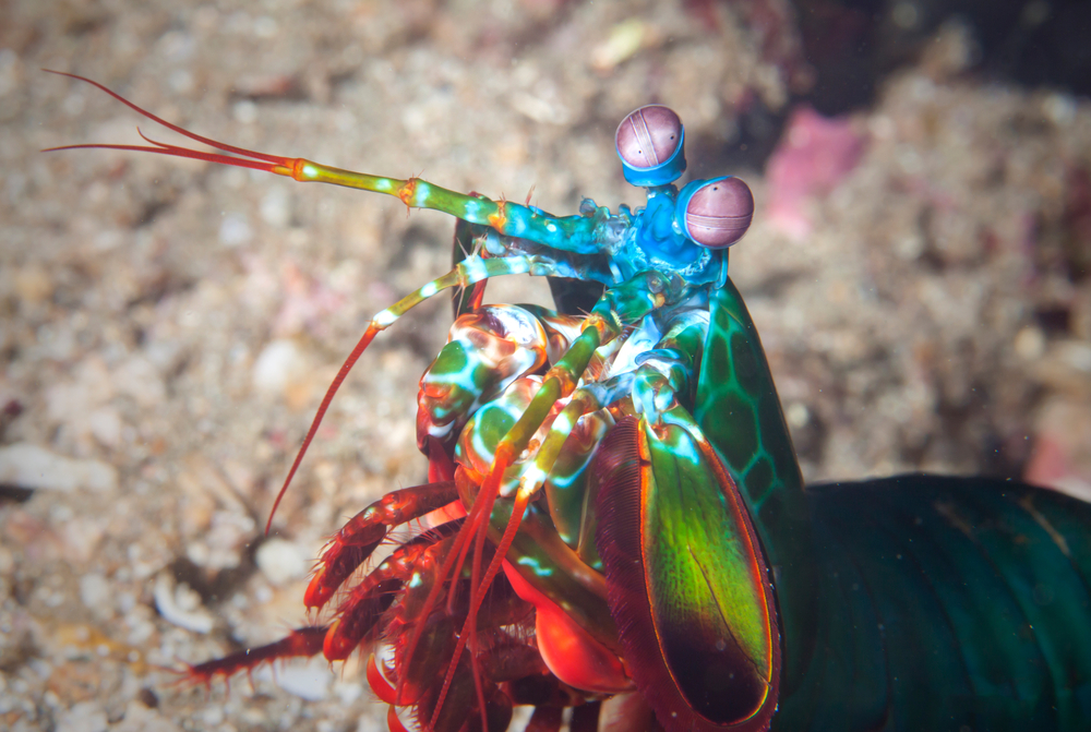 Krepsdyr har samme rolle i havet som insekter har på land og i ferskvann. Foto: Shutterstock