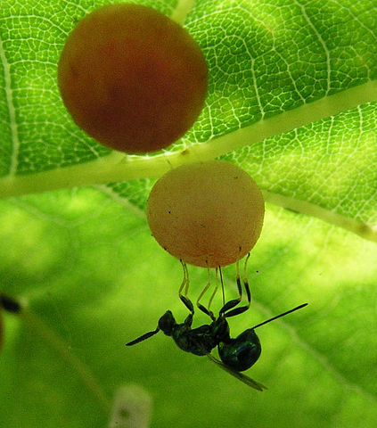 Gallevepsens larver lever inni galler, som er en slags svulster som gallevepsen får planten til å lage. «Sluipwesp op eikengal». Lisensiert under CC BY-SA 3.0 via Wikimedia Commons 