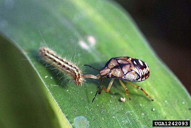 En ung rovtege angriper en larve med snabelen sin