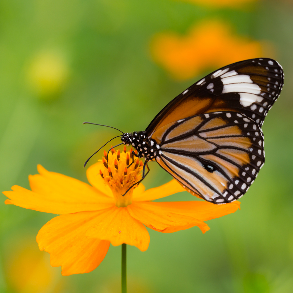 En monarksommerfugl suger nektar