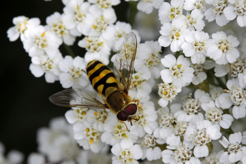 Stor droneflue minner unektelig om en honningbie som voksen. 