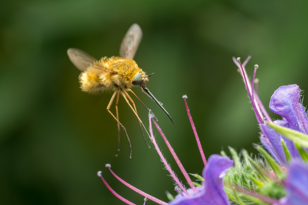 Fluer kan henge stille i lufta akkurat som et helikopter. Det kan ikke humler og bier. Denne hårete flua er en humleflue.