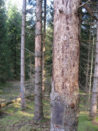 Dødelig partnerskap med sopp hjelper granbarkbillen å drepe trær