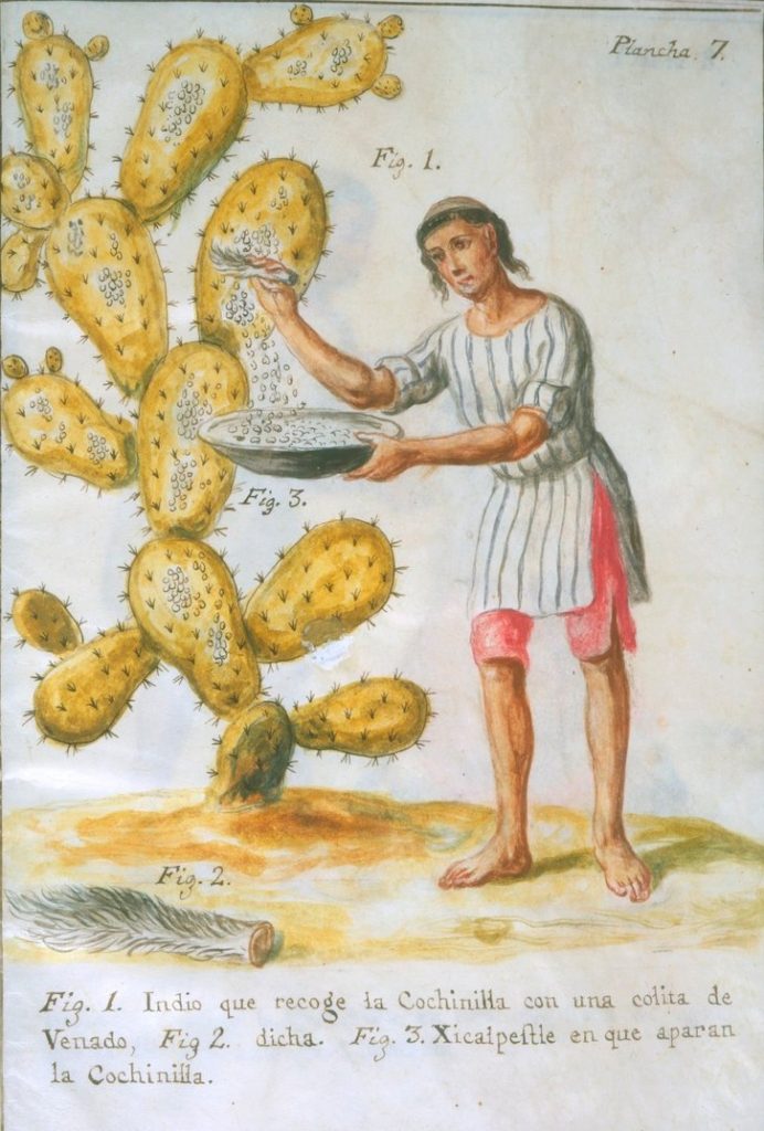 Indian_collecting_cochineal