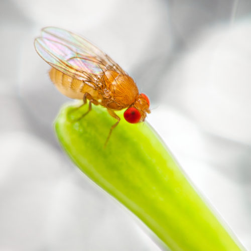 Fra brune bananer til Nobelpriser: Hvordan små fluer kan gi stor innsikt