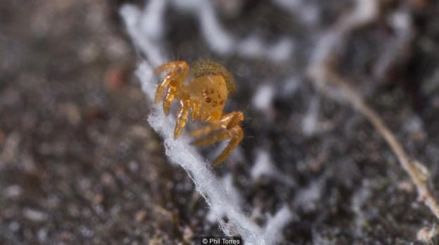 Dette edderkoppbarnet krabbet ut av mysteret vårt