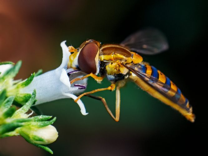 Blomsterfluer, jordbrukets helter: Pollinerer, spiser skadedyr og stikker aldri