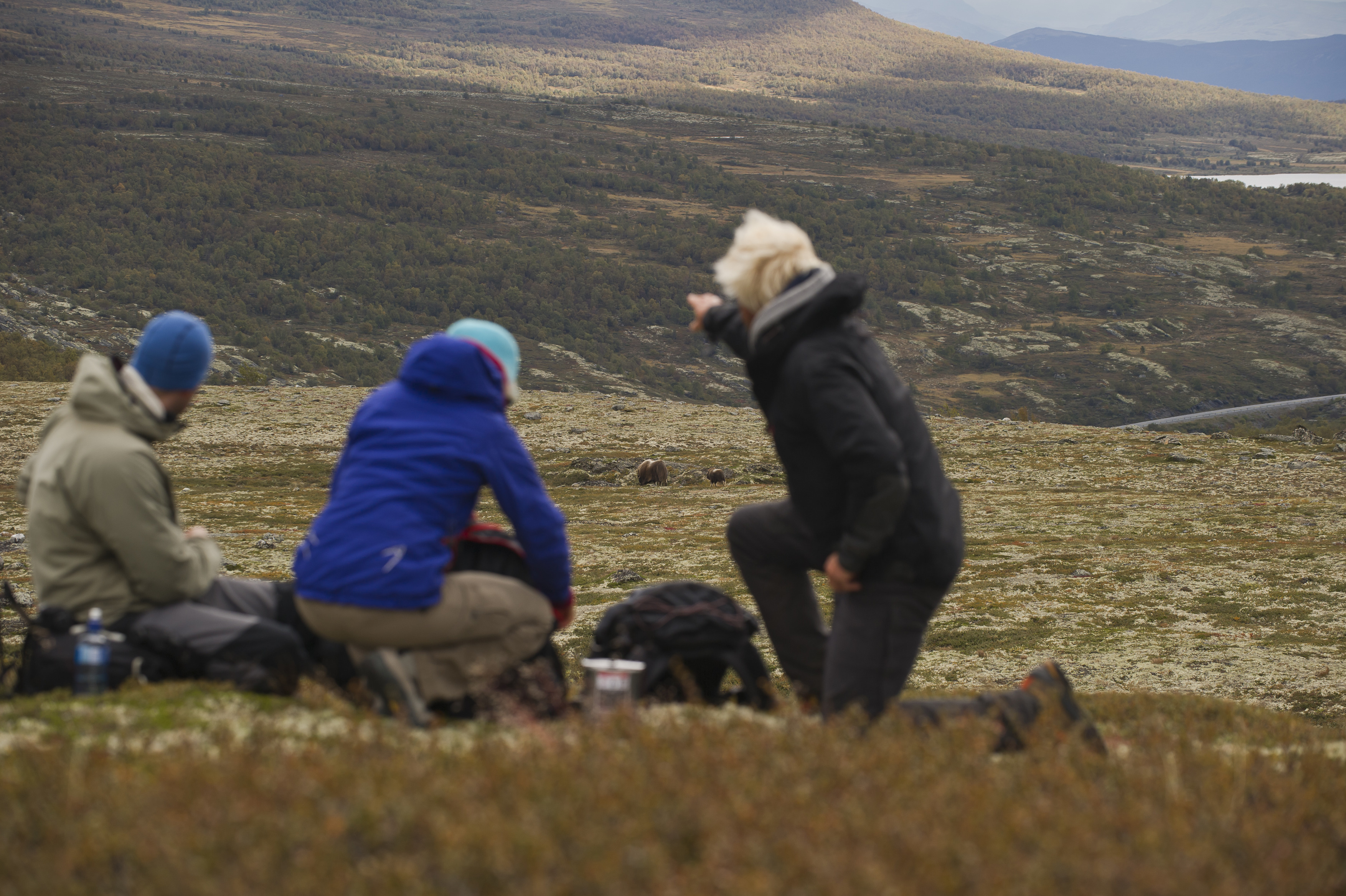 Moskus-safari-i-Rondane-Dovre-CH - Visitnorway.com ...