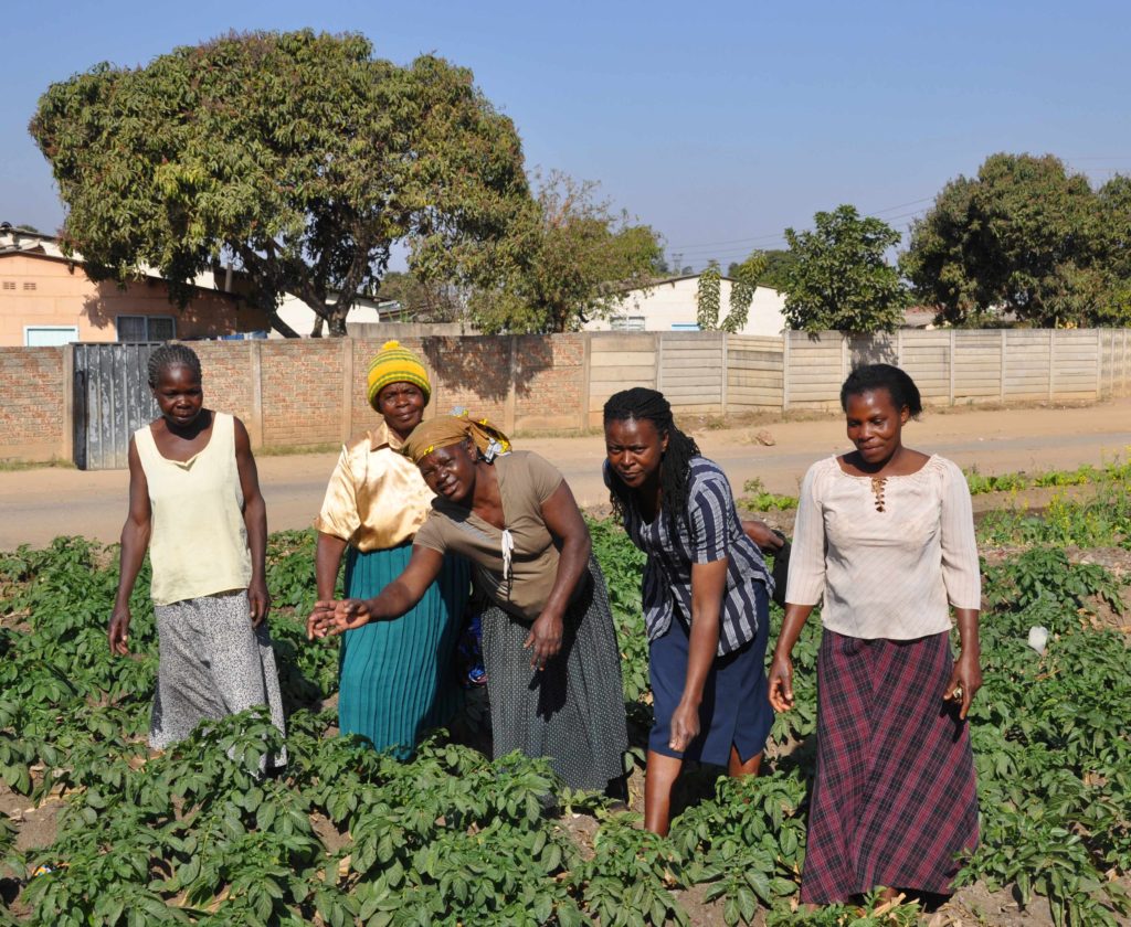 Harare women in their urban irrigated garden. Photo: Bill Derman