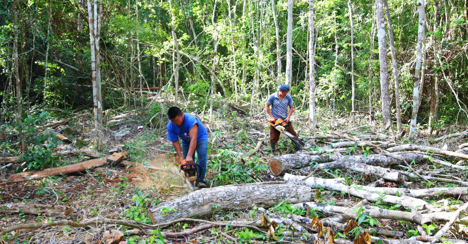 Figure 2_Extracting wood in the forestry area - Noragric blog