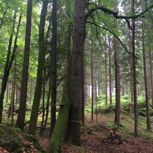 Trærnes historie kan lære oss om framtidas klimatilpasninger